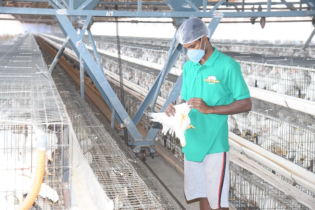 Chellam-poultry-26